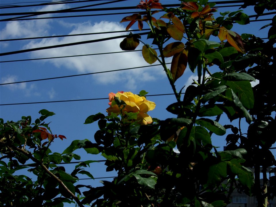 tradAliulia2009_0613_103627