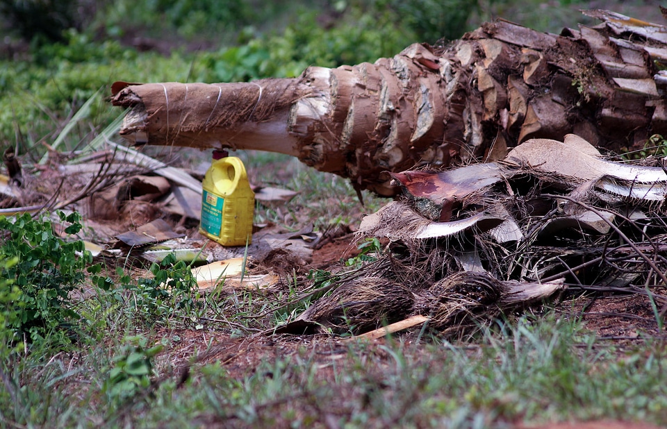 Gbokoutou ouémé vin de palme photo