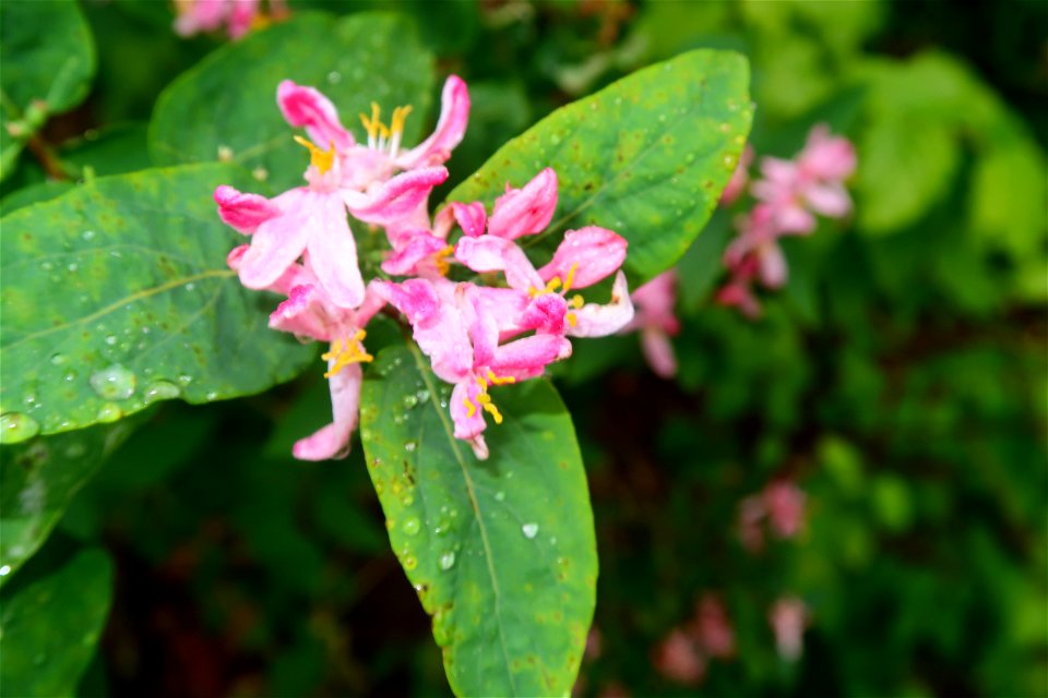 japanes_garden_rain_Herastrau (71)