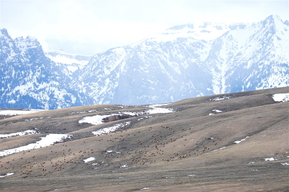 Wintering Elk on the National Elk Refuge photo