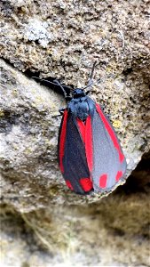 The Cinnabar Moth (Tyria jacobaeae)