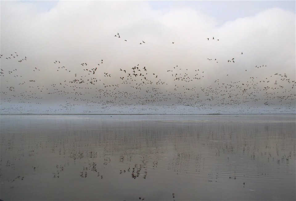Brant at Izembek Lagoon