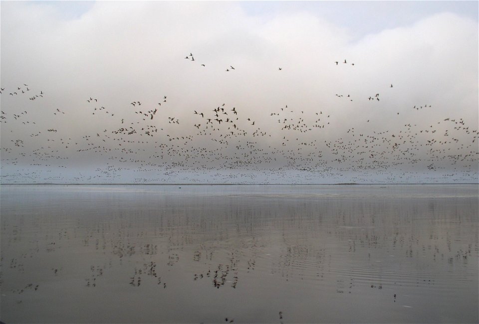 Brant at Izembek Lagoon photo