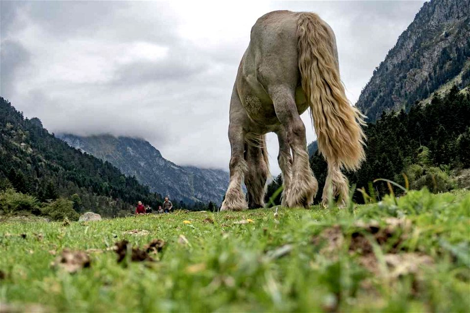 Horse in mountain