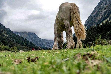Horse in mountain photo