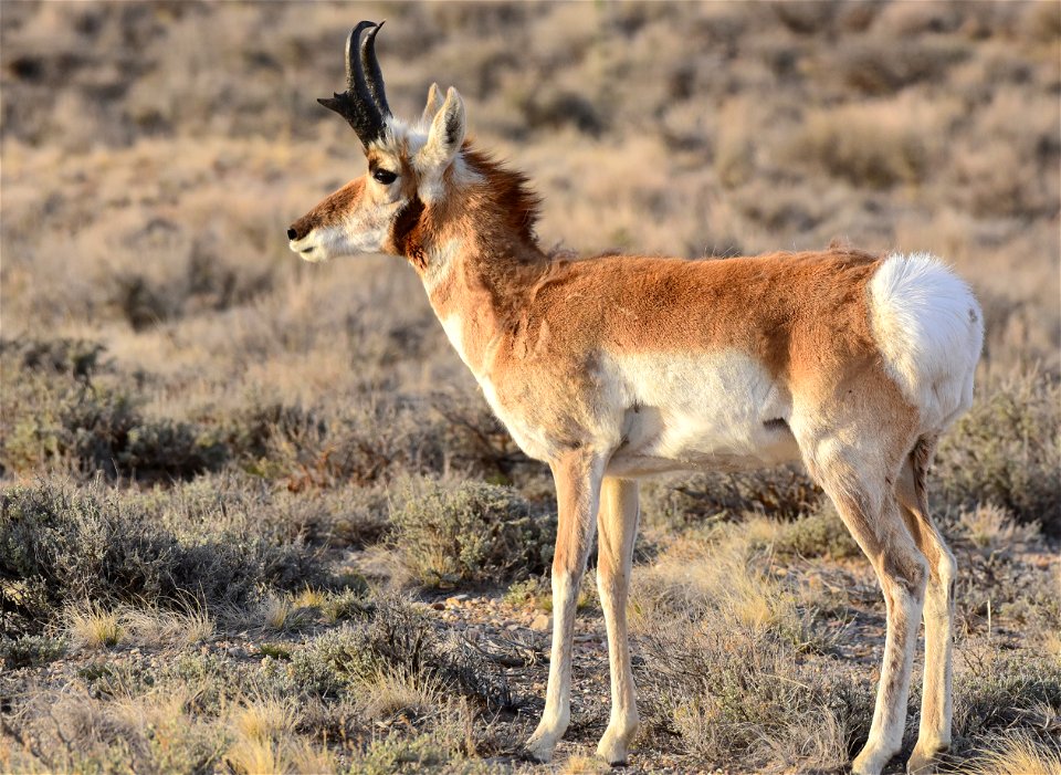 Pronghorn at Seedskadee National Wildlife Refuge
