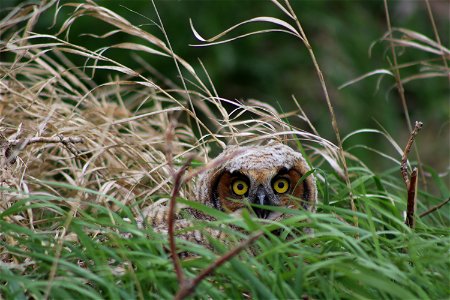 Great Horned Owlet Hiding in the Grass; Lake Andes Wetland Management District South Dakota photo