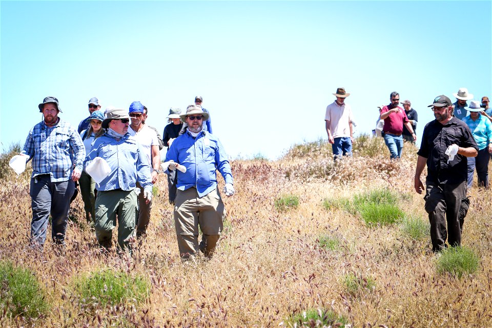 Blunt-nosed Leopard Lizard release at Panoche Plateau