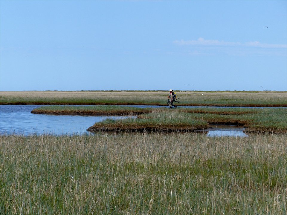 Resighting eiders