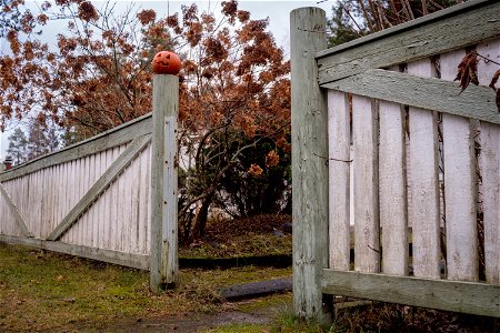 Pumpkin gate photo