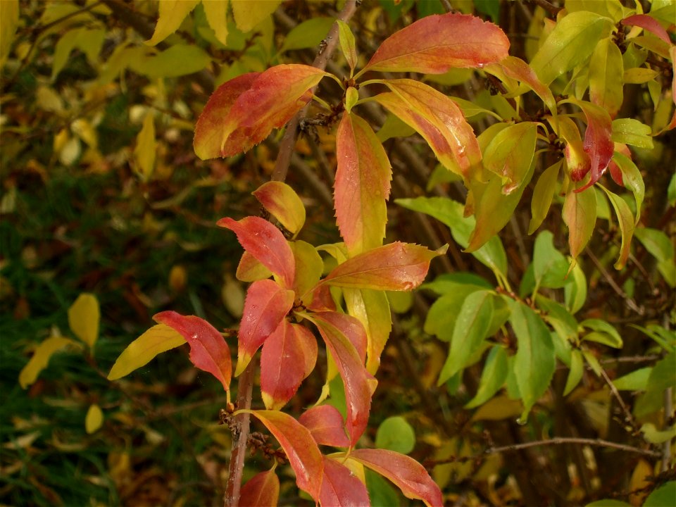 toamna2009_1120_092013