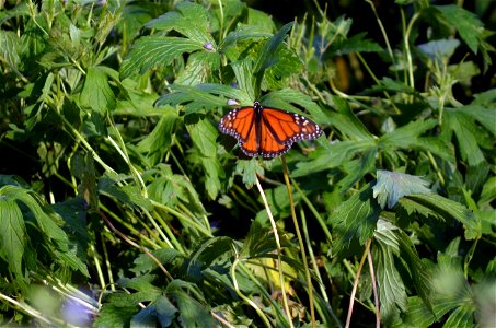 Monarch at Lake Nokomis Monarch garden