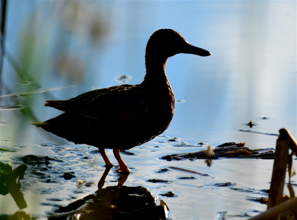 Cinnamon teal at Seedskadee National Wildlife Refuge