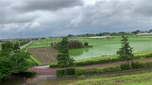 Rice Fields in Noda-shi Chiba Prefecture
