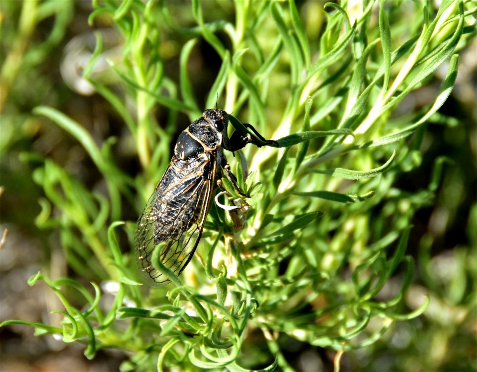 Sagebrush cicada at Seedskadee National Wildlife Refuge Wyoming