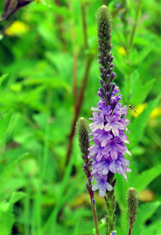Hoary vervain is a native perennial that prefers sun, fields and prairies.