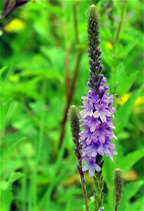 Hoary vervain is a native perennial that prefers sun, fields and prairies. photo