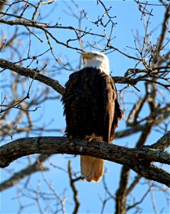 Bald Eagle at Mingo National Wildlife Refuge in Missouri photo