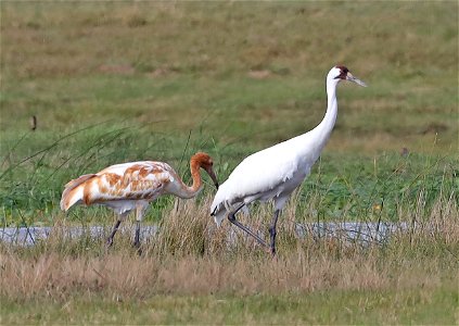 251 - WHOOPING CRANE (12-17-2021) 4th street, goose island, refugio co, tx -14b