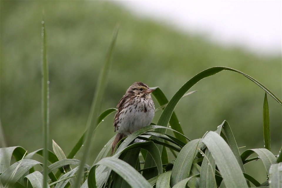 Savannah sparrow