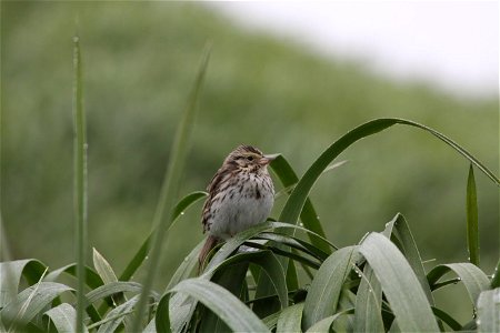 Savannah sparrow photo