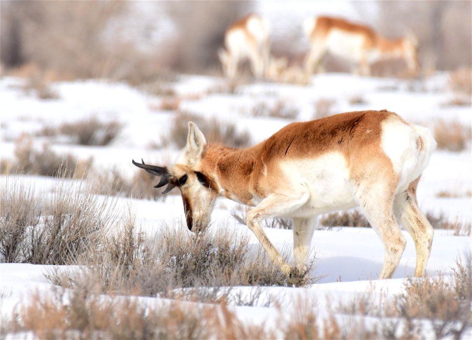 Pronghorn on Seedskadee National Wildlife Refuge