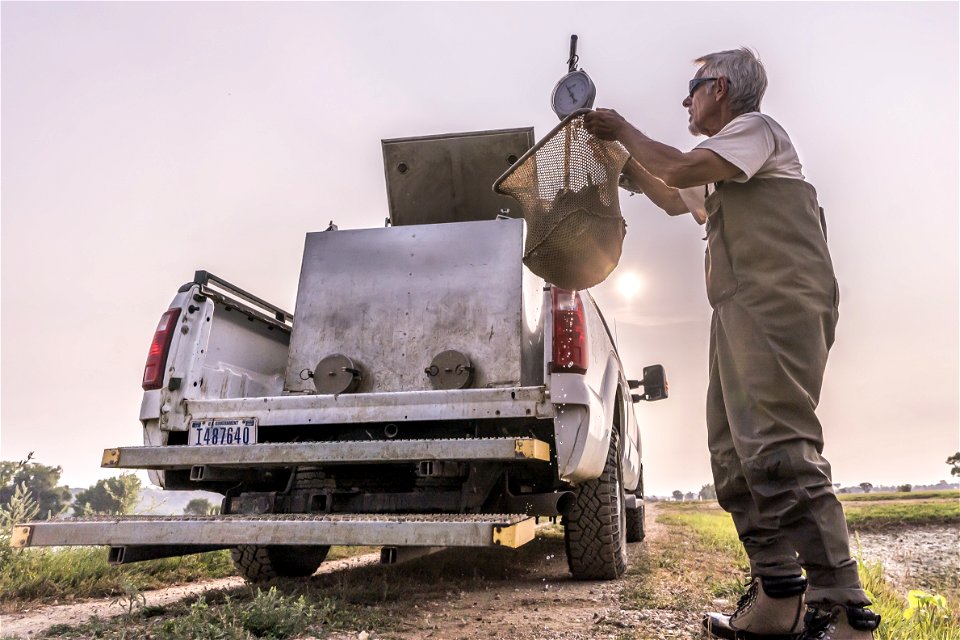Paddlefish Pond Harvest