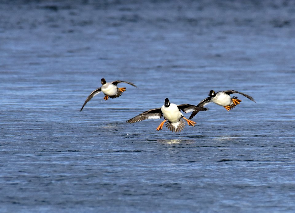 Common goldeneye at Seedskadee National Wildlife Refuge