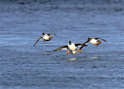 Common goldeneye at Seedskadee National Wildlife Refuge