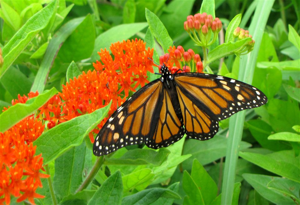 Monarch Butterfly, Two Rivers National Wildlife Refuge, Illinois photo