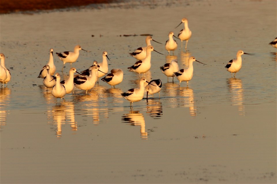 Fall Plumage American Avocets Huron Wetland Management District