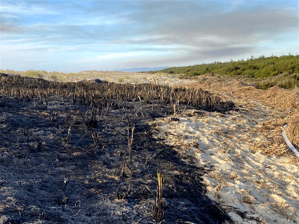 Siuslaw Oregon Dunes Prescribed Burn 2022