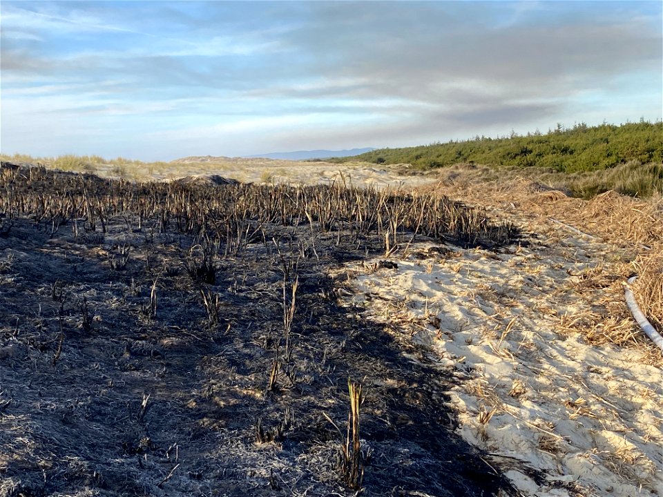 Siuslaw Oregon Dunes Prescribed Burn 2022 photo