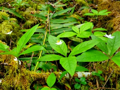 Pacific starflower along the Old Sauk Trail, Mt. Baker-Snoqualmie National Forest. Photo by Anne Vassar May 17, 2021.
