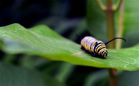Monarch caterpillar on common milkweed in Minnesota