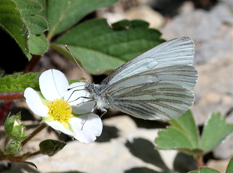 WHITE, MARGINED (Pieris marginalis) (07-14-2022) 6650 ft, glacier national park, mt -02