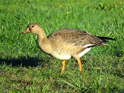 008 - GREATER WHITE-FRONTED GOOSE (9-30-2021) front street park, crescent city, del norte co, ca -02