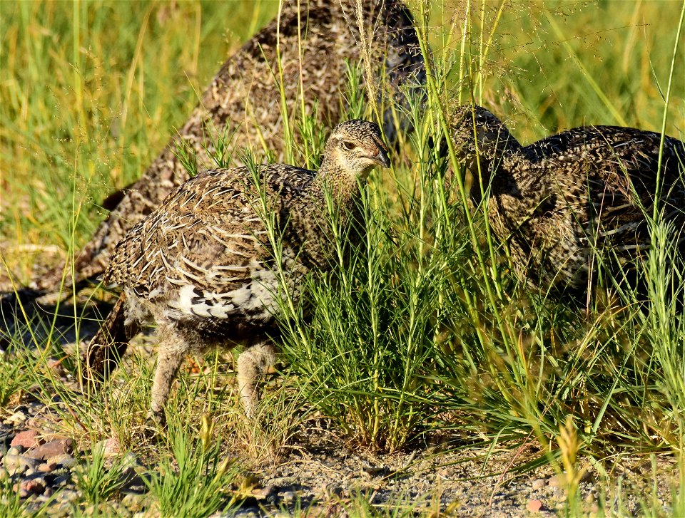 Greater sage-grouse at Seedskadee National Wildlife Refuge
