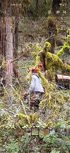 Campground preparation - Removing Danger Trees on the Umpqua National Forest