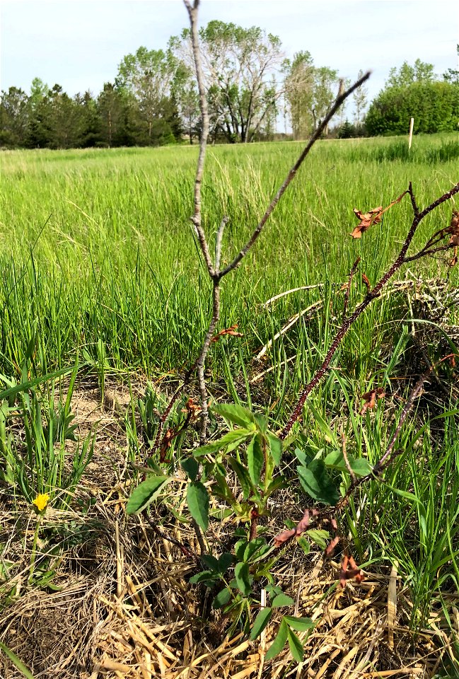A Wild Rose Returns