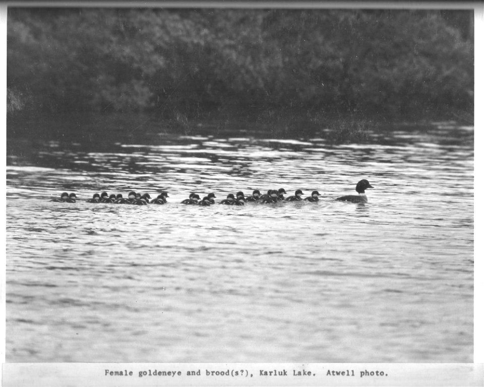 (1972) 1 Leader and 25 Little Followers