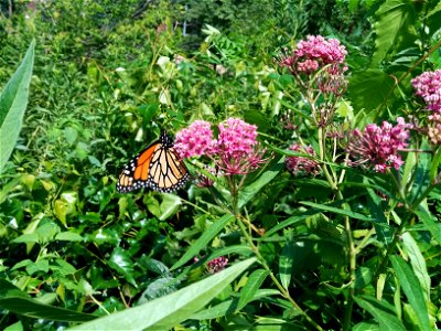 Monarch Butterfly in Minnesota