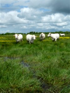 Vaches