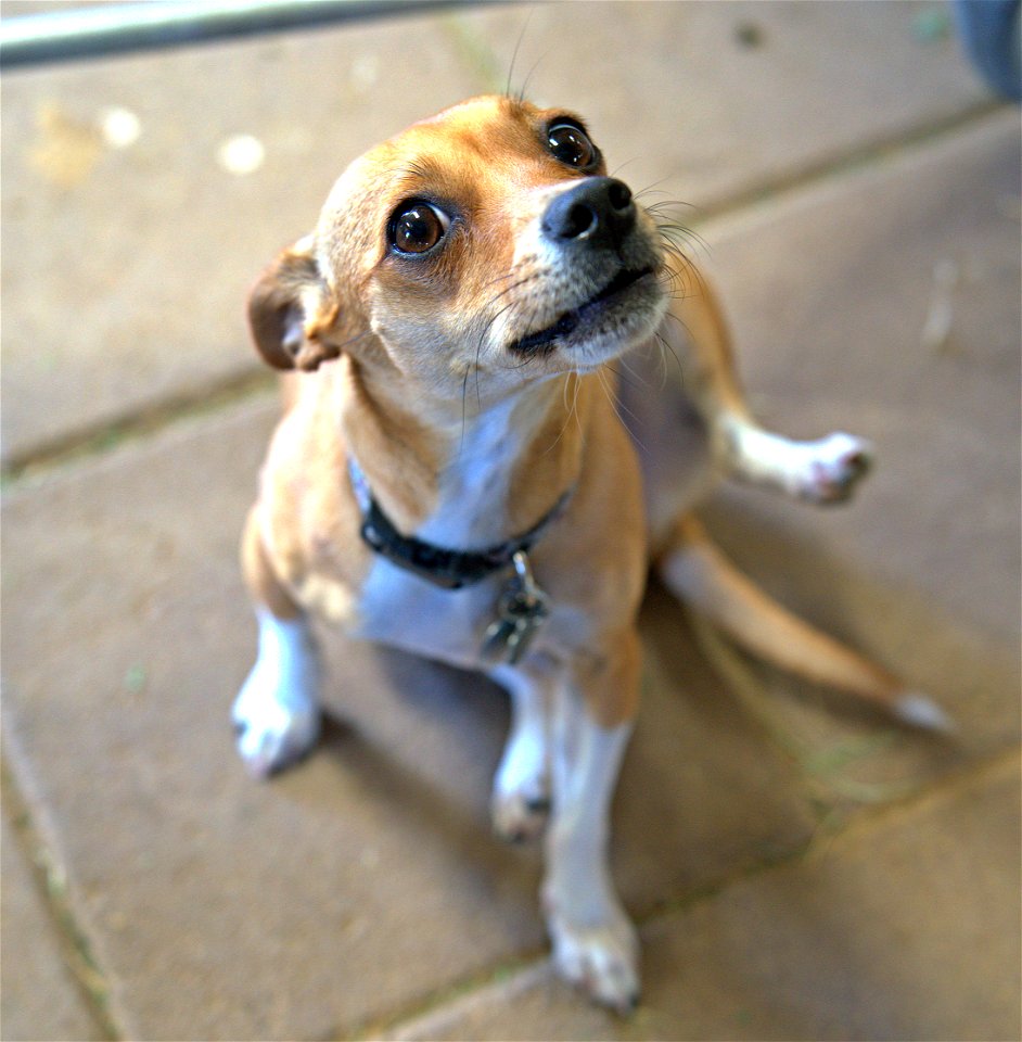 Put down the camera and pet me.