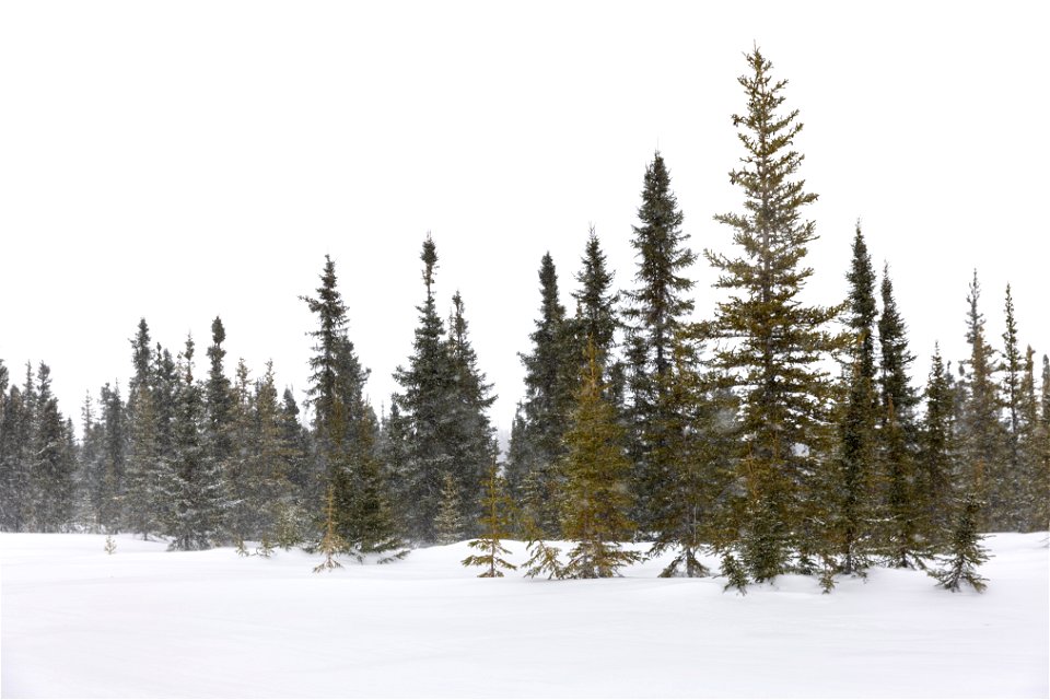 Spruce trees in the snow.
