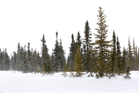 Spruce trees in the snow. photo