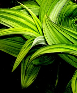 CORN LILIES - N CA -05
