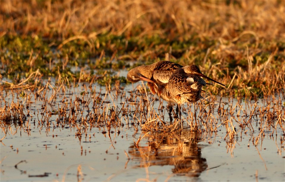 Hudsonian Godwits Huron Wetland Management District photo