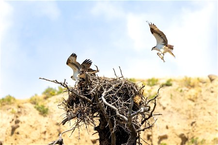 Osprey landing on the nest with a freshly caught fish photo