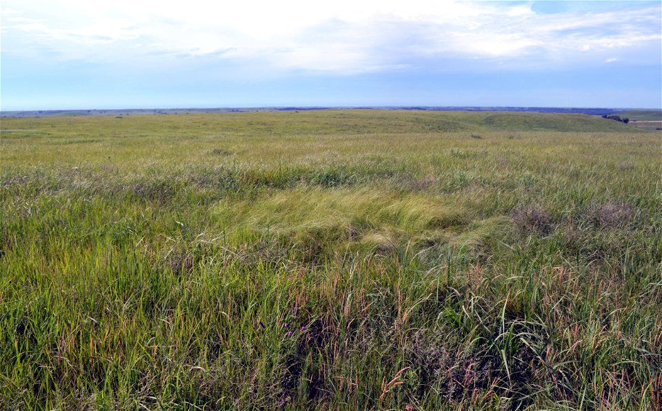 A bison wallow - possibly dating back to 2,000 years ago - is the section of lighter grass in the middle of this photo.